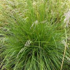Tufted hairgrass 'bronzeschleier', tufted hairgrass 'bronze veil', deschampsia caespitosa 'bronzeschleier'. Deschampsia Cespitosa Bronzeschleier Ziergras Pflanzen Kaufen Online Matelma Com