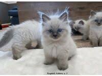 Find great deals on ebay for long haired white kittens. Kittens In Scotland Cats Kittens For Sale Gumtree