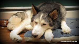 Check spelling or type a new query. Shiloh This Was Her Last Video I Love You Shiloh Youtube
