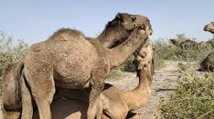 On 20 immoral classics for adults only. Camel Mating Camel Matting Camel Fighting For Sex Ø§Ù„Ø¬Ù…Ù„ Kharai Camel Village Life Youtube
