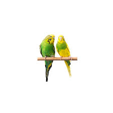 Some are pricier than others. Budgies For Sale Sydney Strathfield Pet Shop