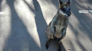 An exhibitionist female author is drawn to a blind voyeur record producer. Blue Mountains Polmeetsworld