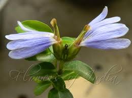 Image result for Sclerochiton