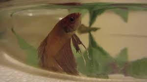 As such, a betta fish not eating and in addition lays at the bottom of the tank without swimming or moving and also tries to hide has enough signs that all is not well. Sick Betta Youtube