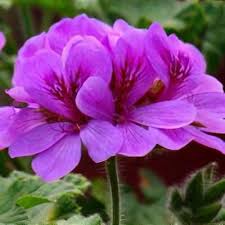 Image result for Pelargonium