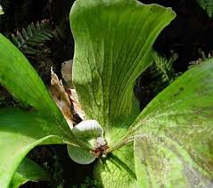 Image result for Platycerium stemaria