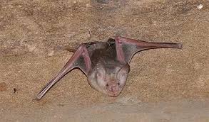 Image result for Tridactyle tridentata