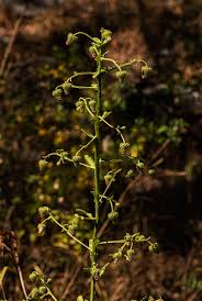 Image result for Laggera