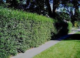 Privet is probably the fastest growing hedge plant you will find. Growing Hedgerows For Privacy Bob Vila