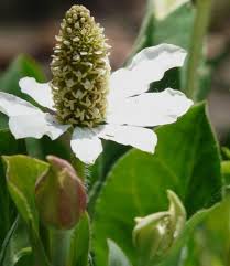 Maybe you would like to learn more about one of these? Pictures And Examples Of A Summer Native Garden In California