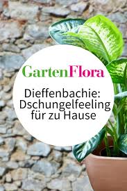 Dieffenbachie Grossblattrige Zimmerpflanze Fur Dschungelfeeling In 2020 Pflanzen Zimmerpflanzen Pflanzen Zimmer