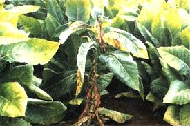 Apa kamu merasa kesulitan atau sedang membutuhkan inspirasi maka. Pengenalan Dan Pengendalian Penyakit Tembakau Berita Dkppp