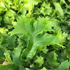 Image result for Asplenium currorii