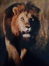 Pin By Xavier Guzman On Gedeon7 Lion Pictures Lions South Africa Animals Beautiful