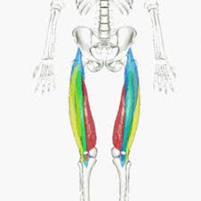 Leg muscle anatomical structure, labeled front, side, and back view diagrams. Quadriceps Femoris Muscle Wikipedia