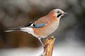 Winter Jay 3 By Mike Pearce 500px World Birds Beautiful Birds Colorful Birds