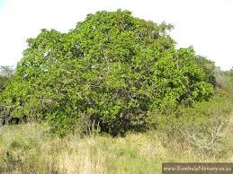 Image result for Ficus sur