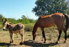 In general, a mule can be packed with dead weight up to 20% of its body weight, or around 90 kg (198 lb). Donkeys Horses Explained 12 Main Differences Common Traits Animalhow Com