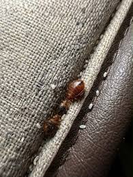 What is this? Tucked in the gap of the sofa... please don't ...