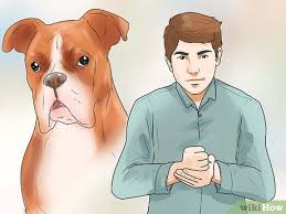 For housebreaking, take your pup out in the morning, before bed, after each meal and whenever he wakes up from sleep. 3 Ways To Train A Boxer Dog Wikihow