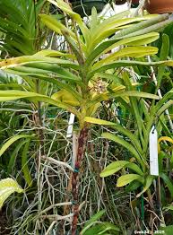 Image result for Acampe