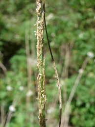 Image result for Sporobolus festivus