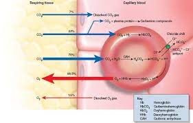 Pin On Chapter 22 The Respiratory System