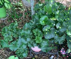 Maybe you would like to learn more about one of these? Perennials For Shady Gardens Zone 9