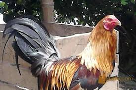 Gambaran umum negara filipina 1. Ayam Filipina Keturunan Juara Jayapura Jualo