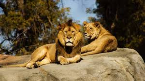 Comment on the news and join lions fan forum at mlive.com. South Africa Prepares To Shut Down Its Controversial Captive Lion Farming Industry Technology News Firstpost News Block