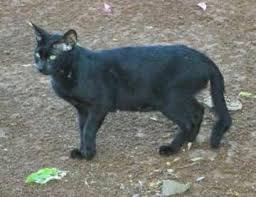 A human or animal suffering from a cutaneous horn could be what inspired legends of devils, unicorns, and other mythical horned creatures. What Is That On My Cat Animal Hospital Of North Asheville