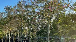 Image result for Tabebuia heterophylla
