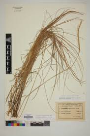 Image result for Trachypogon