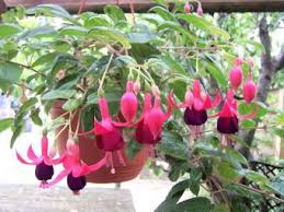 Taking care of the tables. Fuchsia Lovetoknow