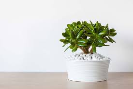 Do you have images of this species that would complement this page? Jade Plants Buying Growing Guide Trees Com