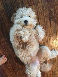 We hope you find this. Goldendoodle Puppies