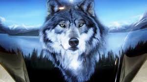 Best 60 Wolf Wallpaper On Hipwallpaper Beautiful Wolf Wallpapers Awesome Wolf Wallpapers And Pretty Wolf Wallpaper Feel free to send us your own wallpaper. wolf wallpapers and pretty wolf wallpaper