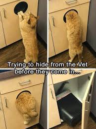 We did not find results for: Try Not To Laugh Cats Clean Off 54