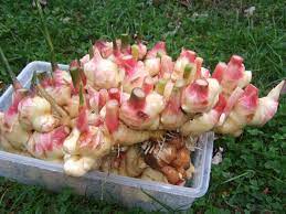 Maybe you would like to learn more about one of these? Growing Baby Ginger In The Home Garden Eco Snippets Growing Ginger Backyard Vegetable Gardens Growing Vegetables