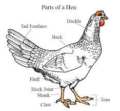 We are pleased to provide you with the picture named chicken internal organ anatomy diagram.we hope this picture chicken internal organ anatomy diagram can help you study and research. External Anatomy Of Chickens Small And Backyard Poultry