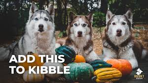 4.1 diamond naturals puppy formula. Top 3 Foods For Dogs Feeding Training Husky Squad Youtube