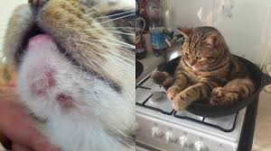 We did not find results for: Jerawat Pada Kucing Hanya Tumbuh Di Dagu Tempat Makanan Kotor Salah Satu Penyebab Tribun Batam