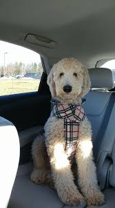 Labradoodles and goldendoodles are often mistaken for being the same breed of dog. 905056c1ac1dad141560467e0a99e1cf Doodle Dog Goldendoodle Puppy Goldendoodle Haircuts