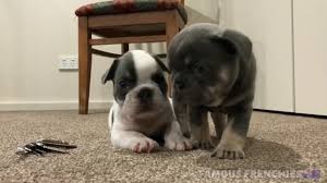 Beautiful lilac and blue french bulldog puppies for sale by teacup puppies and boutique of south florida! Lilac And Tan French Bulldog Puppies 6 Weeks Old Youtube