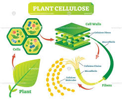 Cellulose Google Search In 2020 Plant Cell Plant Cell Drawing Plant And Animal Cells