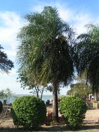 Check spelling or type a new query. List Of Palms Native To The Caribbean Wikipedia