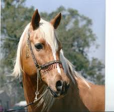 Check spelling or type a new query. Golden Palomino Quarter Horse Shefalitayal