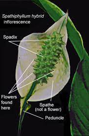 Aroid Pollination Pollinating An Inflorescence Pollinating Amorphophallus Pollinating Philodendron Pollinating Anthurium Pollination In Aroids As It Occurs In Nature And At The Hand Of Any Horticulturist Anthurium Cultivation Philodendron