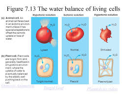 We did not find results for: Chapter 7 Membrane Structure And Function Figure 7 1 The Plasma Membrane Ppt Download
