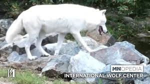 The international wolf center is run by the mn dnr. International Wolf Center Ely Mnopedia